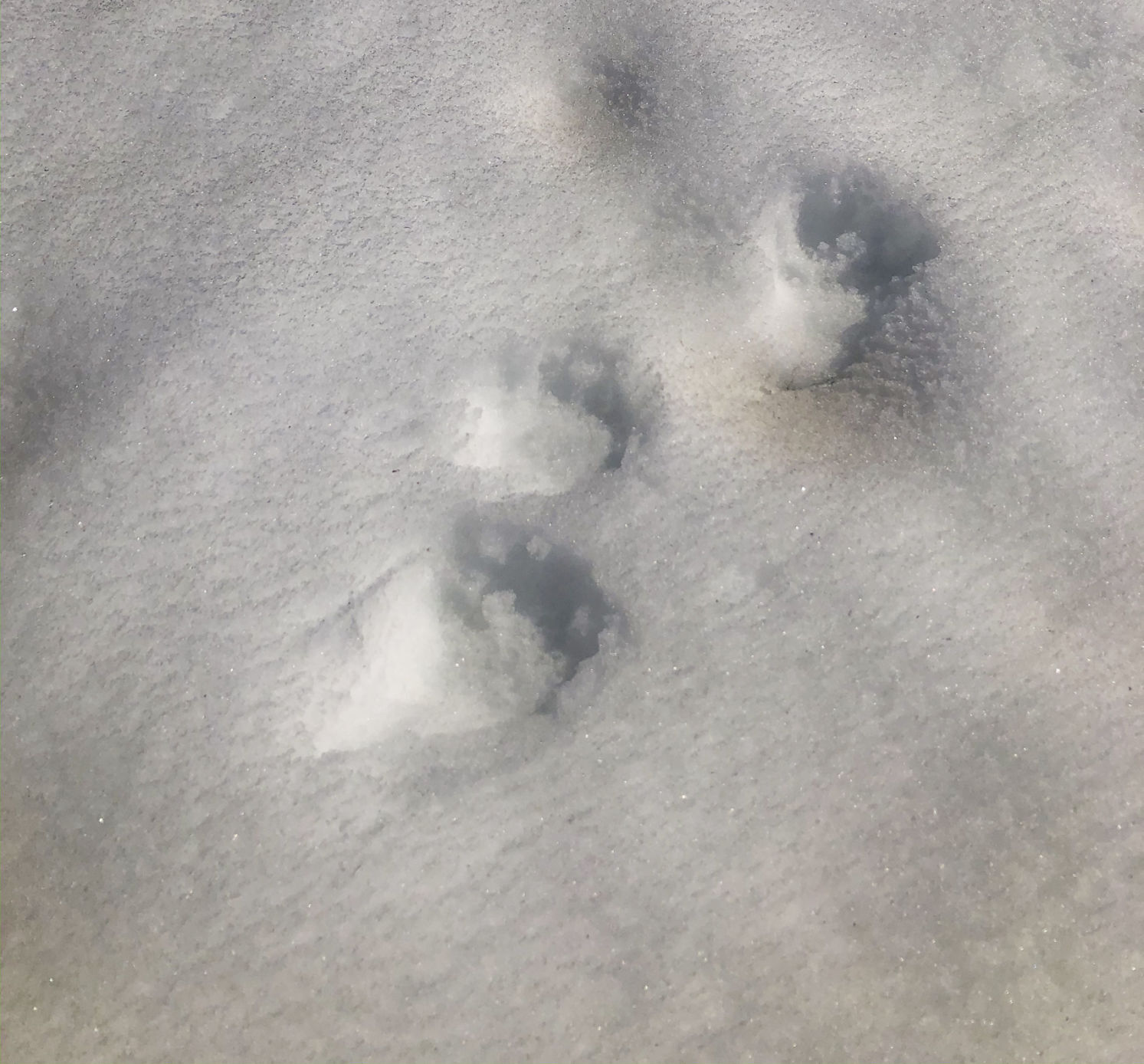 Wolverine tracks